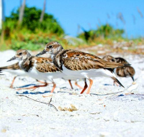 Loggerhead Cay #322