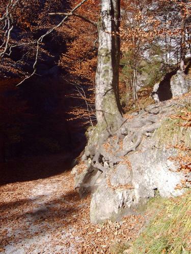 Hostal Pension Alpenstern