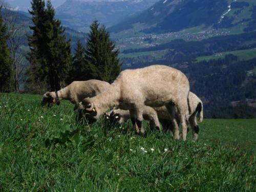 Agroturismo Biobauernhof Fleckl