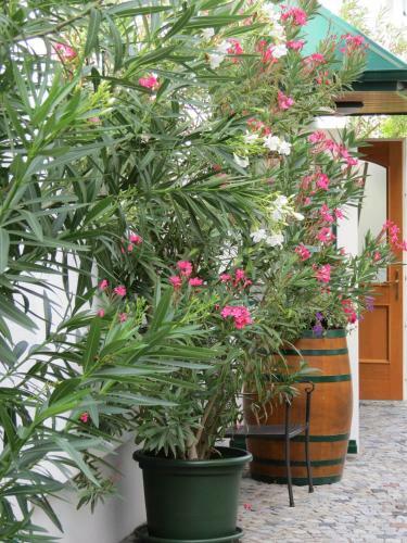 Hostal Gartenpension Fischl