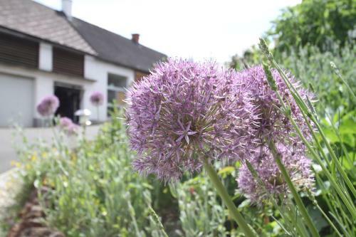 Hostal G�stehaus Dobida