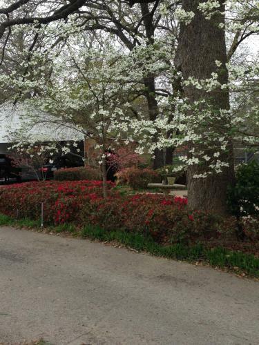 Hostal Dogwood Springs Lodgings