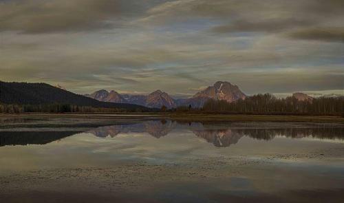 Spruces 8