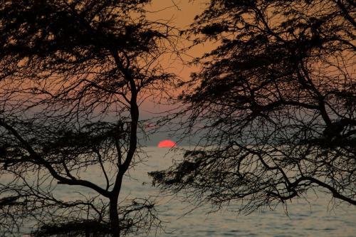 Kihei Akahi #d-513