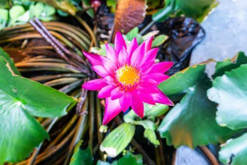 Bed & Breakfast The An Retreat Hoi An