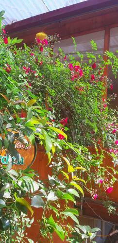 Hostal Dang Khoa Garden Inn