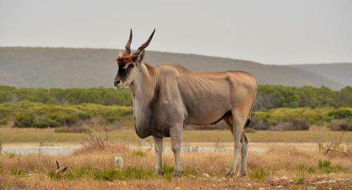 Hotel de Hoop Collection - Vlei Cottages