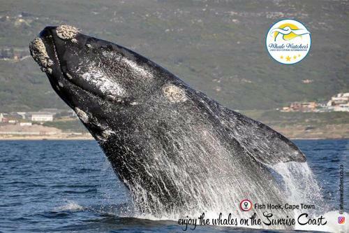 Garden Apartment Fish Hoek