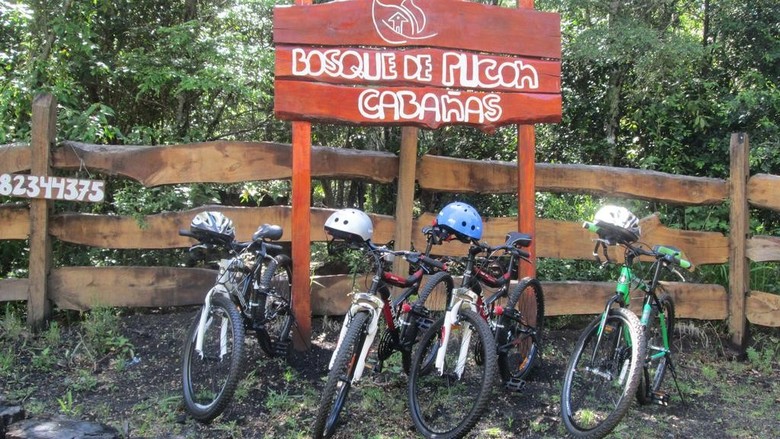 Bosque De Pucon