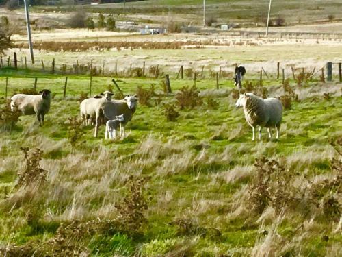 Agroturismo Shearers' Quarters Rathmore