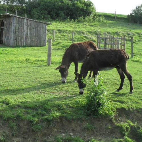 Bed & Breakfast Ferme De Bellevue
