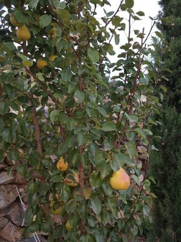 Pelion Villa Alkistis Myth And Magic