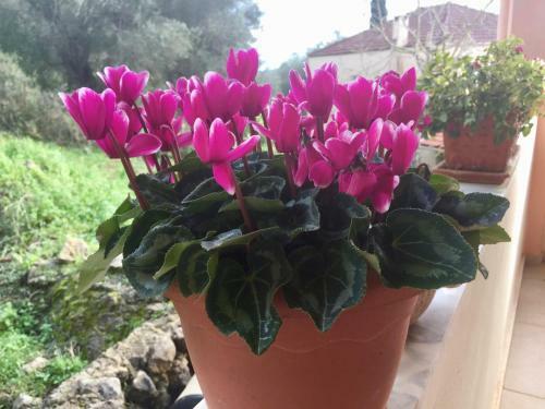 Apartamento Olive Luxouri