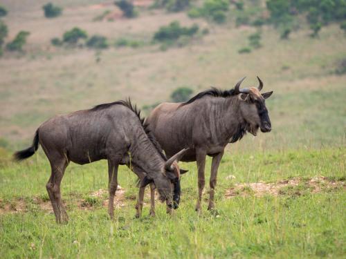 Lodge Nkomazi Game Reserve
