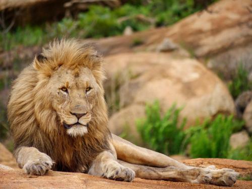 Lodge Nkomazi Game Reserve