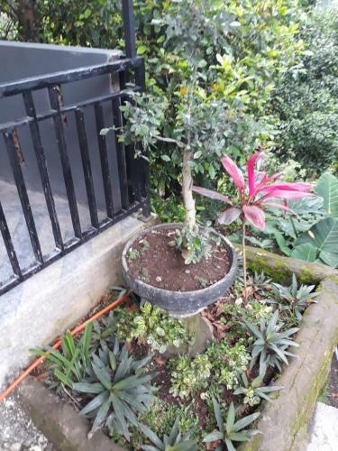 Hostal Sugi Gede Homestay