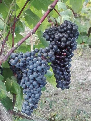 Agroturismo La Vi�a de Oscar