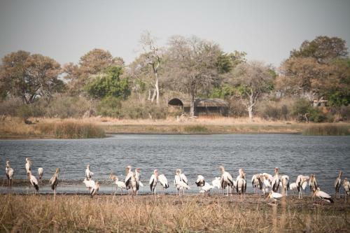 Lodge Jackalberry Tented Camp