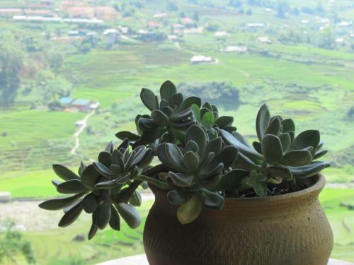 Hmong House - Sapa Homestay