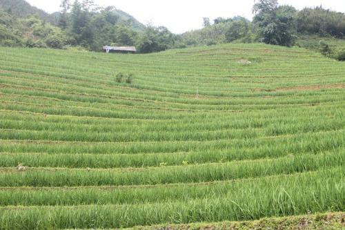 Hmong House - Sapa Homestay