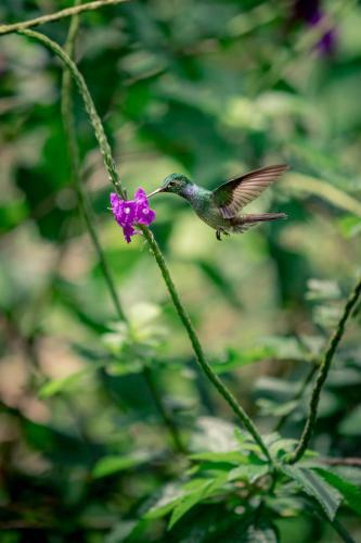 Hotel The Hummingbird