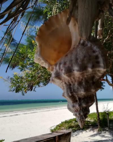 Bed & Breakfast Blue Palm Zanzibar