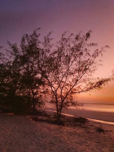 Bed & Breakfast Blue Palm Zanzibar