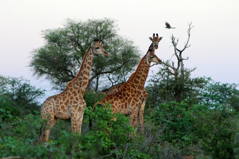 Mtomeni Safari Camp
