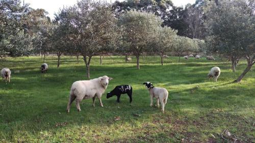 Agroturismo Redgate Forest Retreat