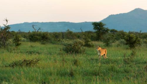 Impodimo Game Lodge