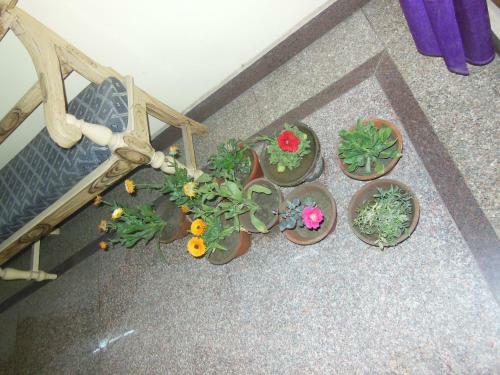 Hostal Shiva Inn