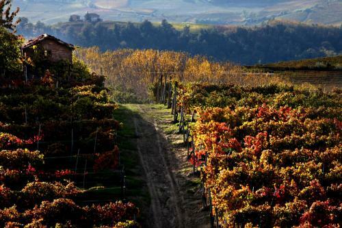 Hotel Albergo Castiglione Langhe