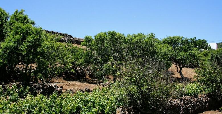 La Casa Del Abuelito Juli�n En El Hierro