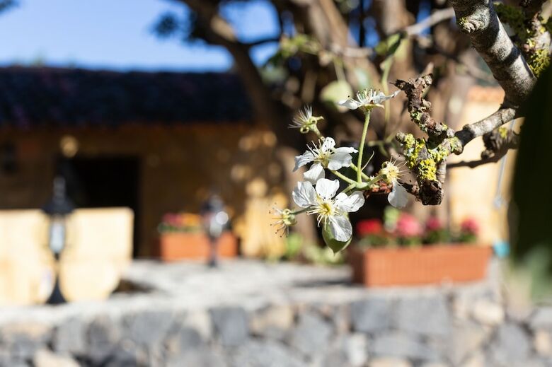 Homelike Rustic House Orchard And Wifi