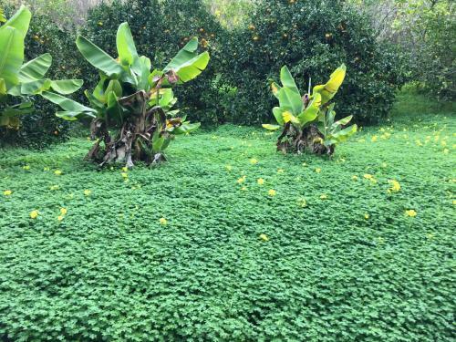 D�plex de Invitados En Medio Del Bosque