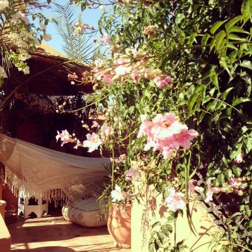 Bed & Breakfast The Bohemian Jungle