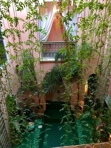 Bed & Breakfast The Bohemian Jungle