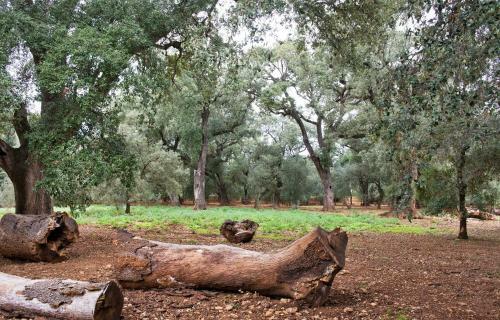 Hotel Alar� Natura Rural Suites