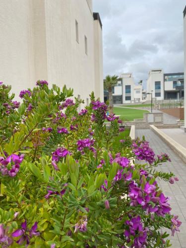 Oasis Beach Apartments