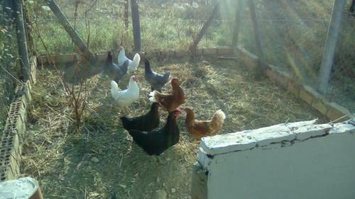 Agroturismo Finca Casa Halcon