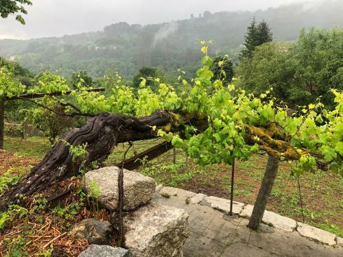 Quinta Do Souto Barciademera