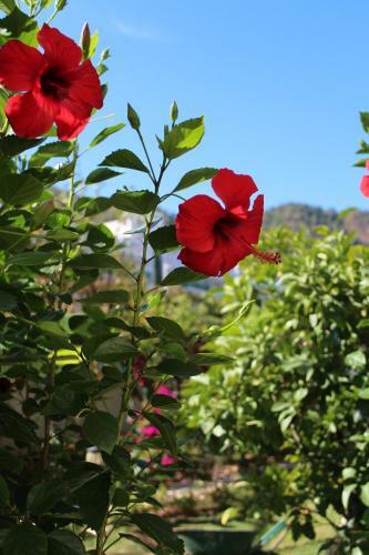 Orsmaris Boutique Hotel