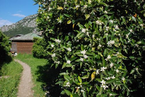 Hostal Olympos Deep Green Bungalows