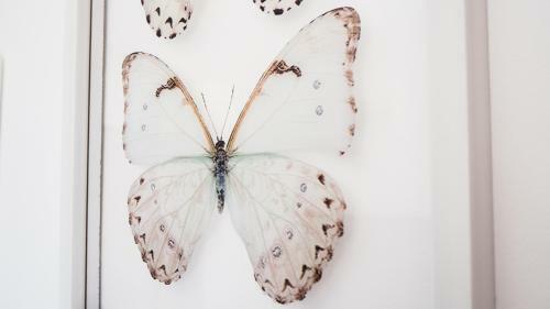 Apartamento Casa de Mariposas