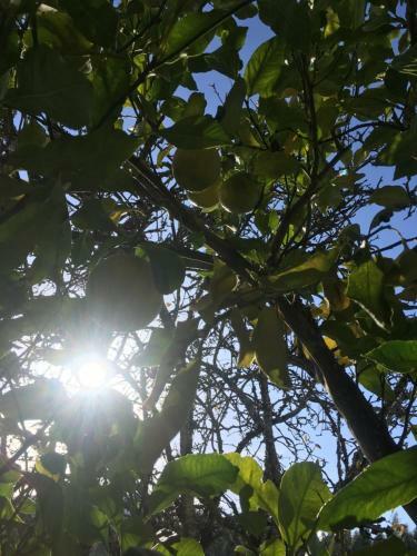 Solpor Do Pico