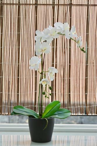 Apartamento Flores Del Mercado