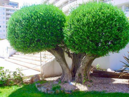 Apartamento Apolo XVII