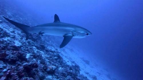 Hostal Tiger Shark Residence & Dive