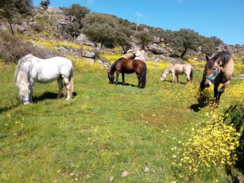 Hostal Pensi�n El Abuelo