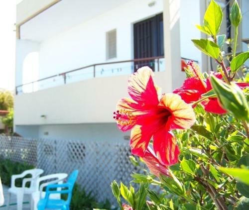 Evi Apartments And Studios